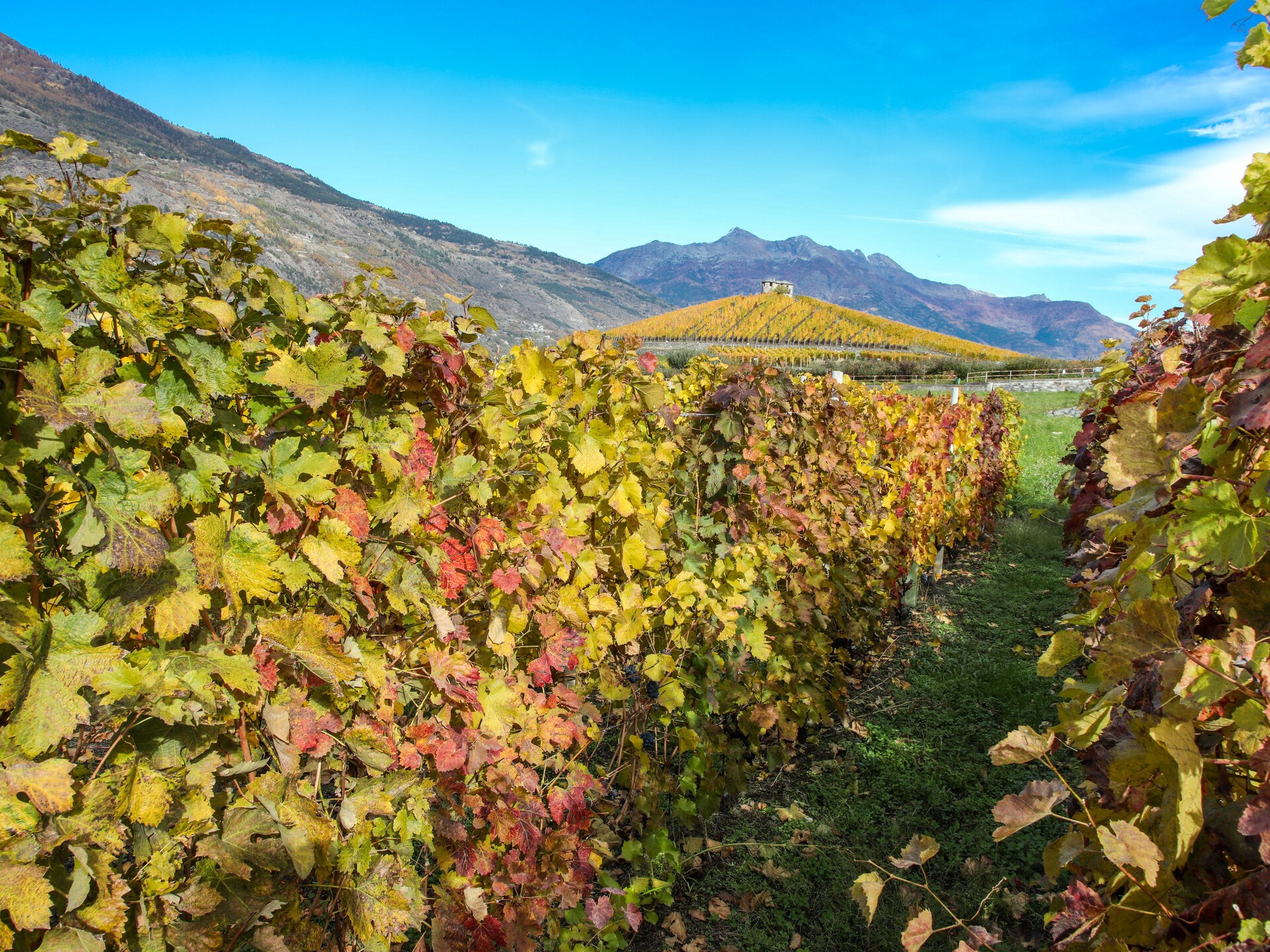 Vigneti in autunno 