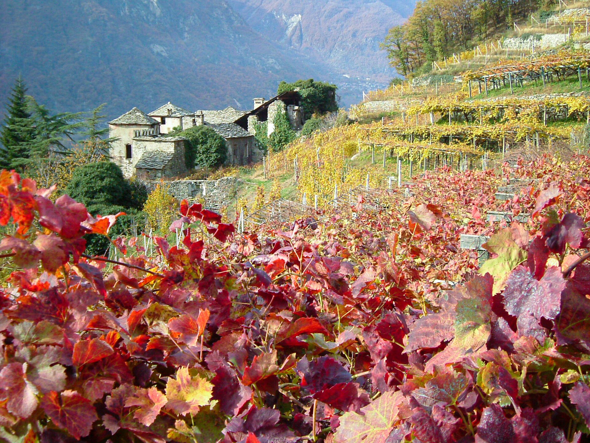 Vineyards in autumn - Arnad