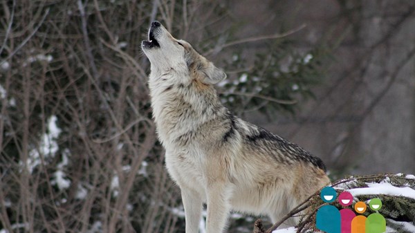 Comme des loups dans la neige