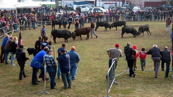 Batailles de moudzon (Battle of the Heifers) -  Trophée Ville d’Aoste