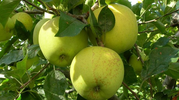 Fëta di pomme (Feria de la manzana)