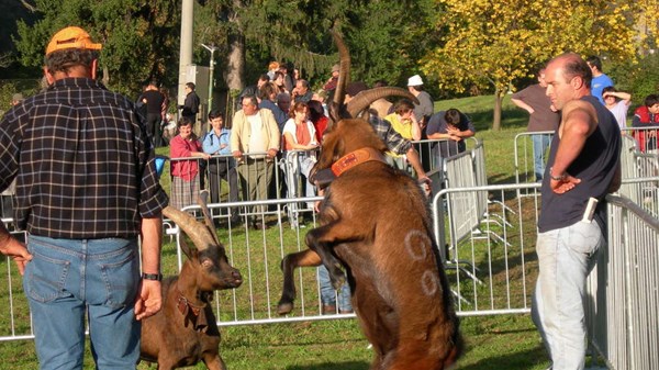 Finale Concours Batailles des Chèvres (Ziegenkampf)