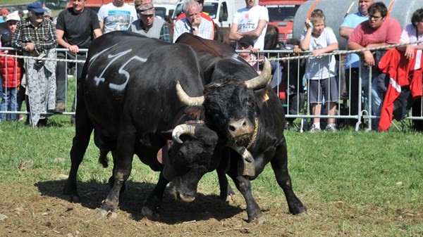 Batailles de Reines - peleas de vacas - Valle de Aosta y Piamonte