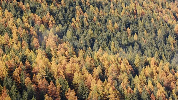 La forêt enchantée de Sylvenoire  - les couleur vives et chaudes de la forêt  en automne 