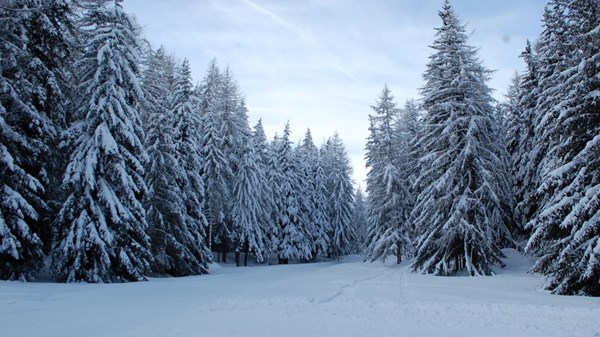 L' atmosphère magique de la forêt