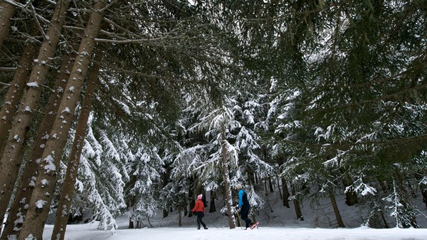 Cogne Outdoor - Le silence du bois