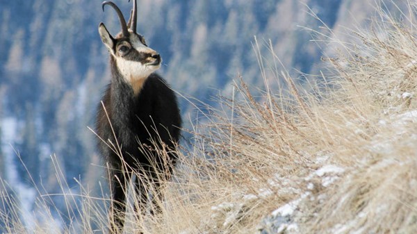 Chamois en amour avec les guides Trek Alps.