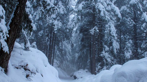 Nel bosco in ciaspole con Guide Trek Alps