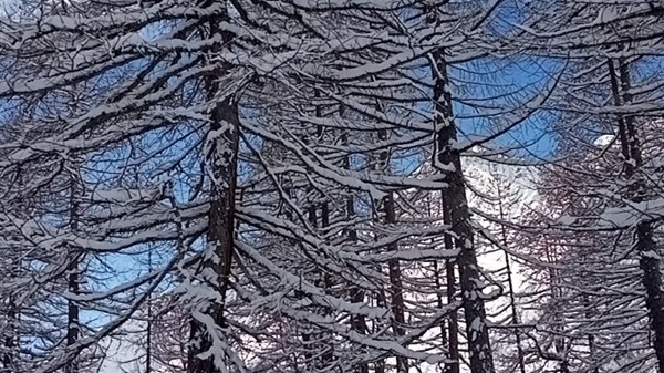 Nel bosco in ciaspole con Guide Trek Alps 