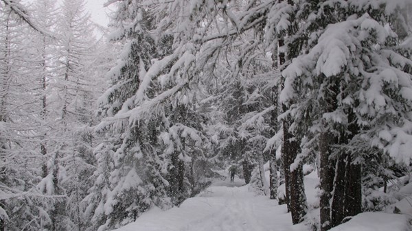 Ciaspolata con pranzo con Guide Trek Alps