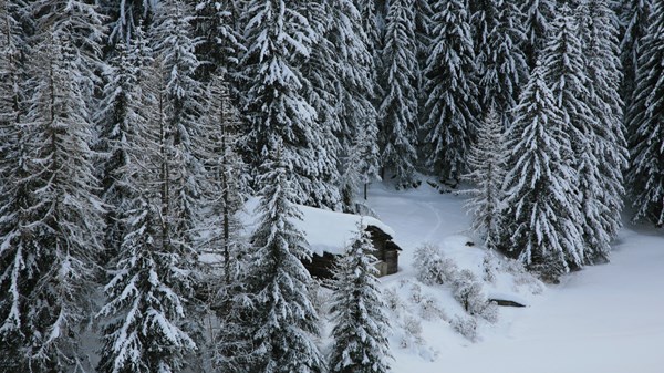 Il bosco incantato - Tracce Alpine