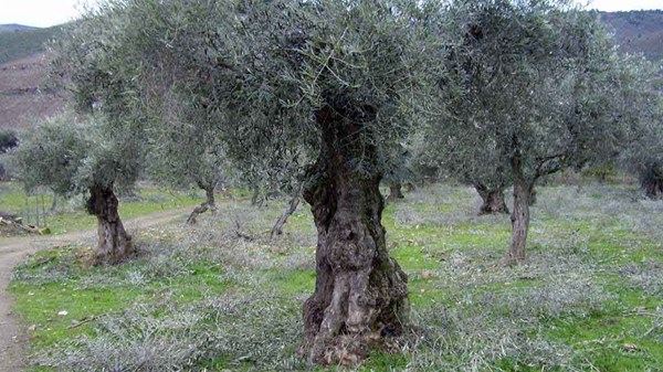 Laboratorio formativo di potatura e gestione dell'oliveto - Corso base