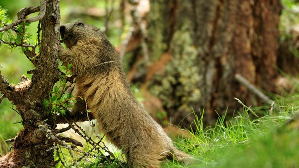 Association "Trekking VDA - Natura e avventura in Valle d'Aosta"