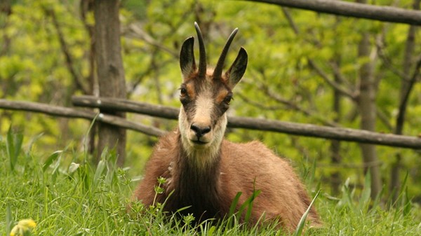 Parque de fauna "Parc Animalier"