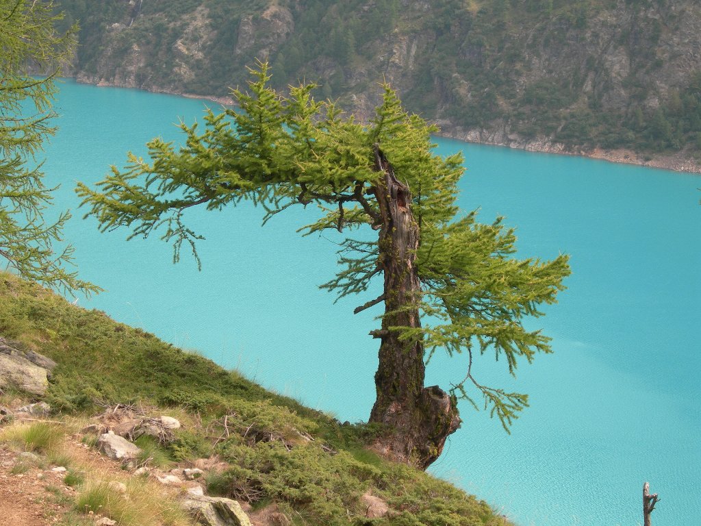 Bonsai naturale - Bionaz