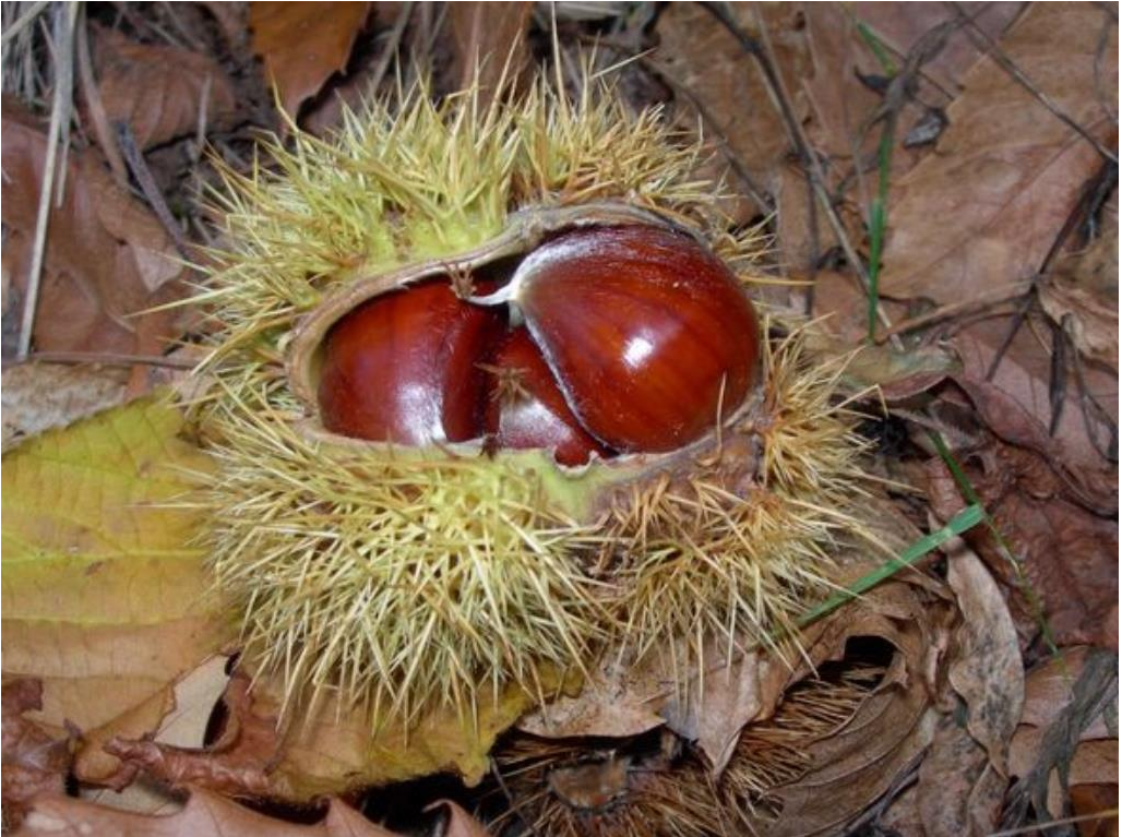 castagne