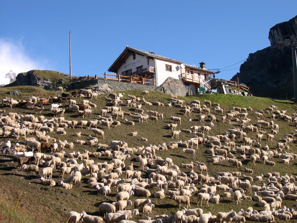 Le restaurant et un troupeau de brebis