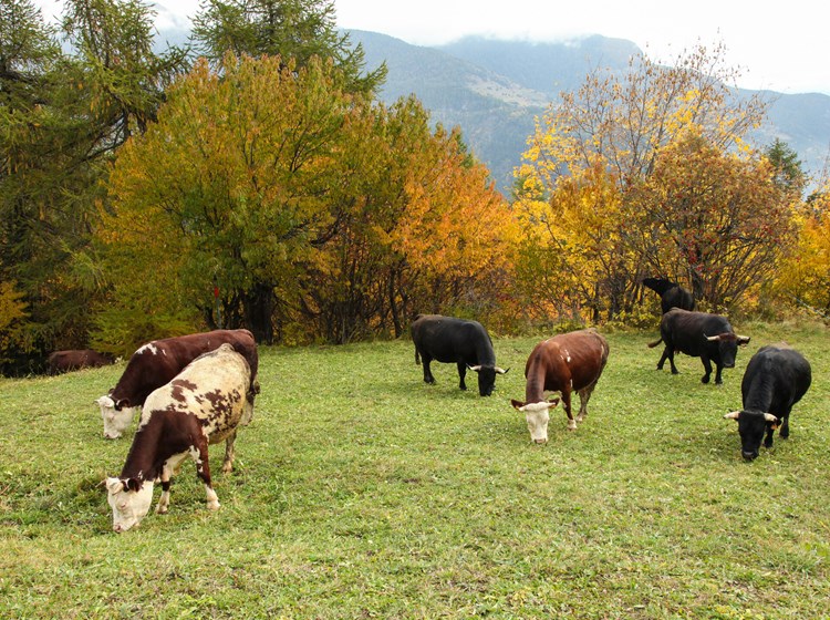 Cows 