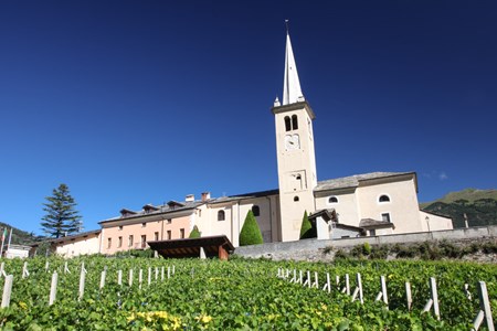 Among the vineyards