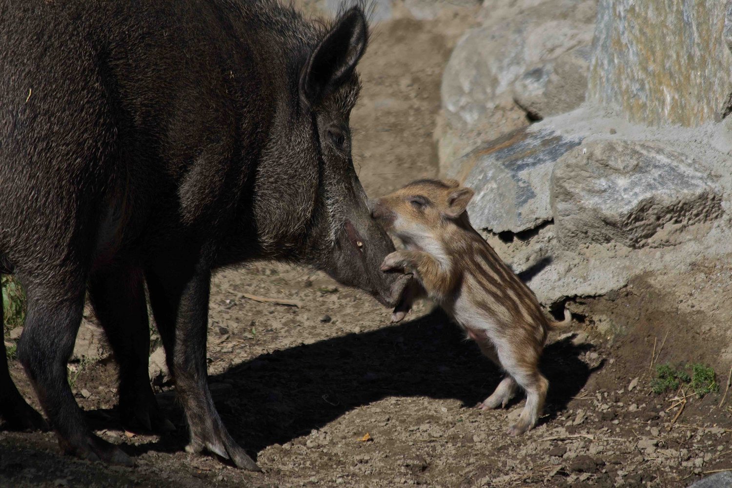 Resting boars