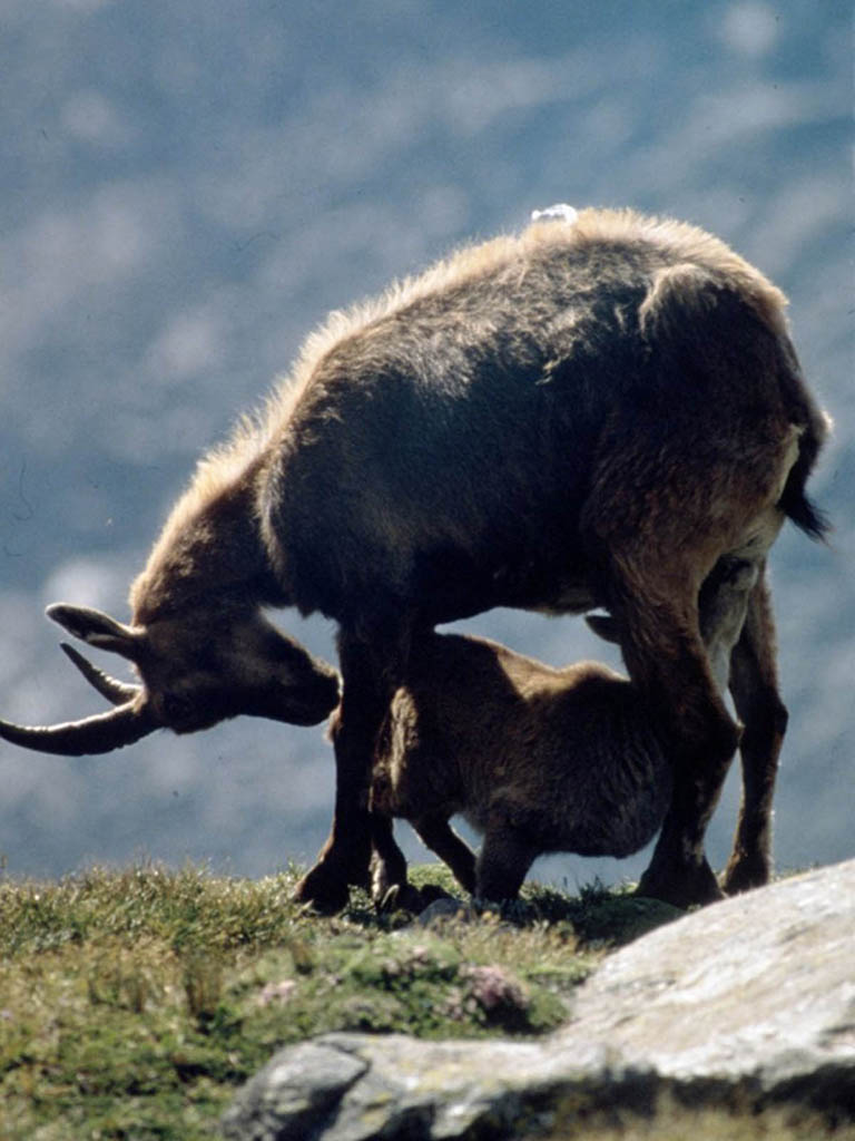 Stambecco con piccolo nel Parco N. Gran Paradiso