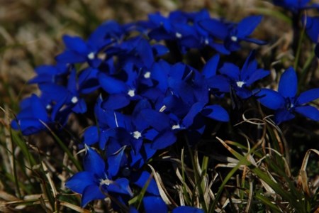 Gentians