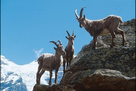 Íbices, los animales símbolo del Parco