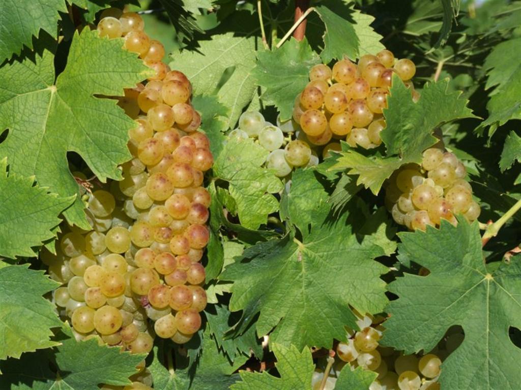 grapes