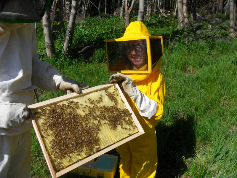 Al lavoro con le api