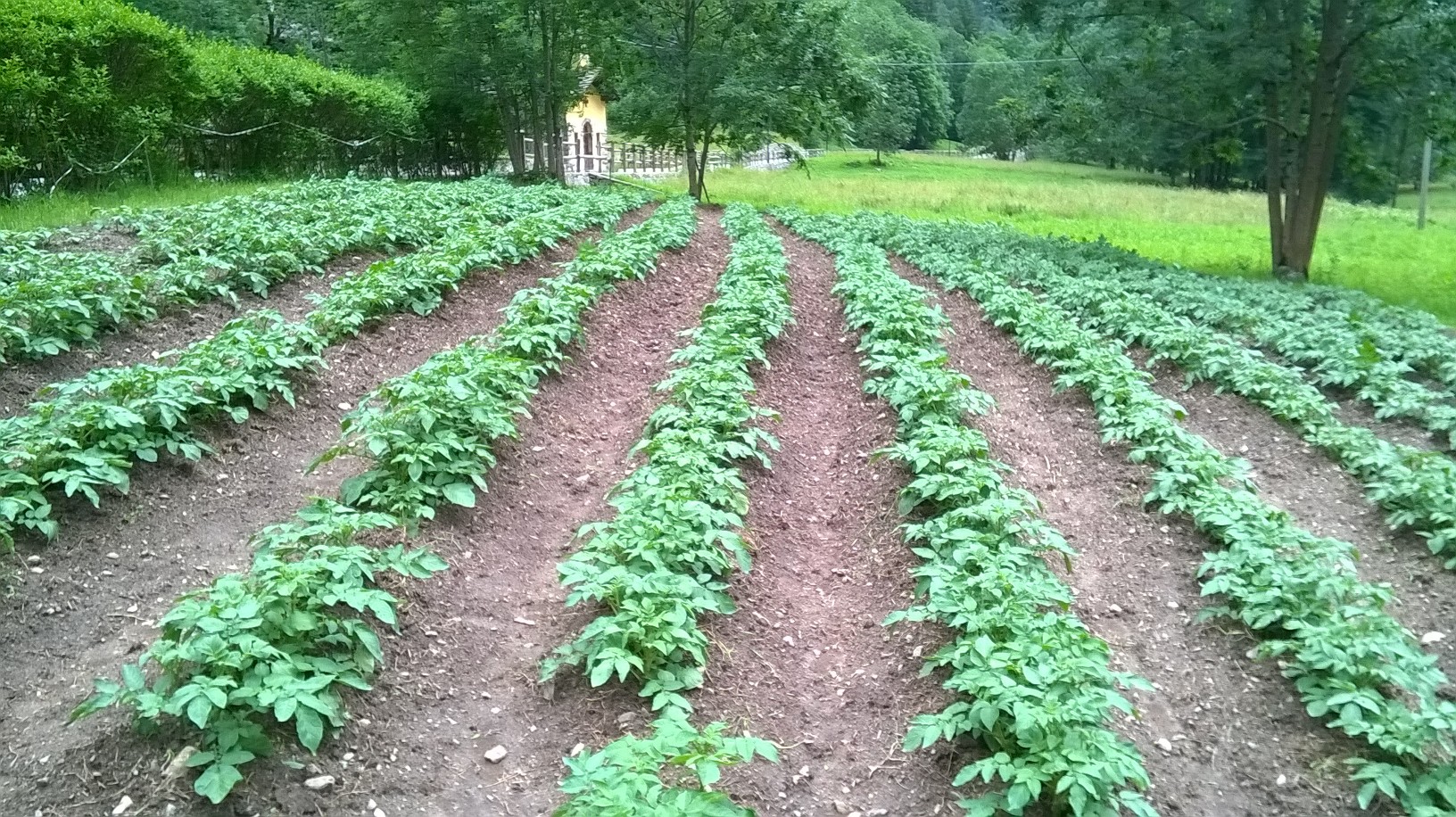 Il campo di patate