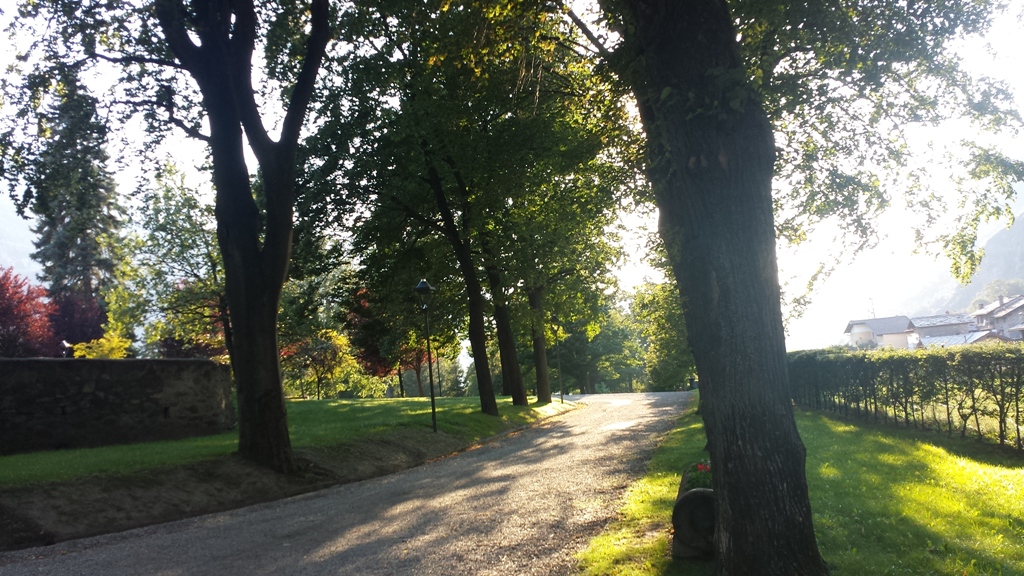 Tree-lined path