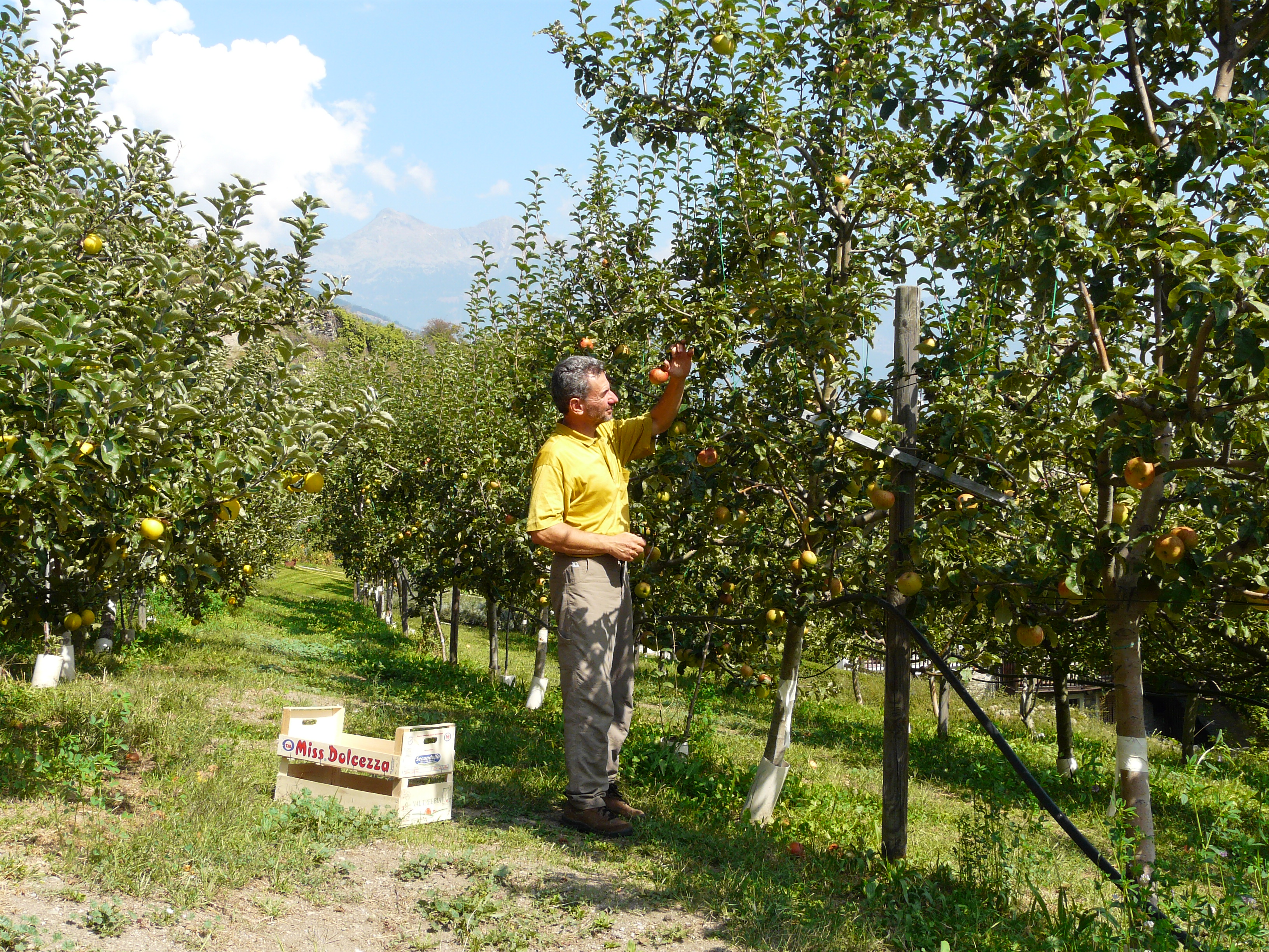 La recolección de manzanas