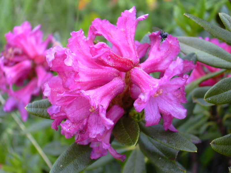 Rhododendron ferrugineum