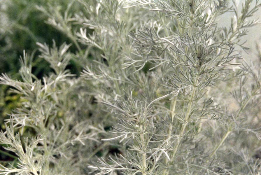 Artemisia vallesiaca