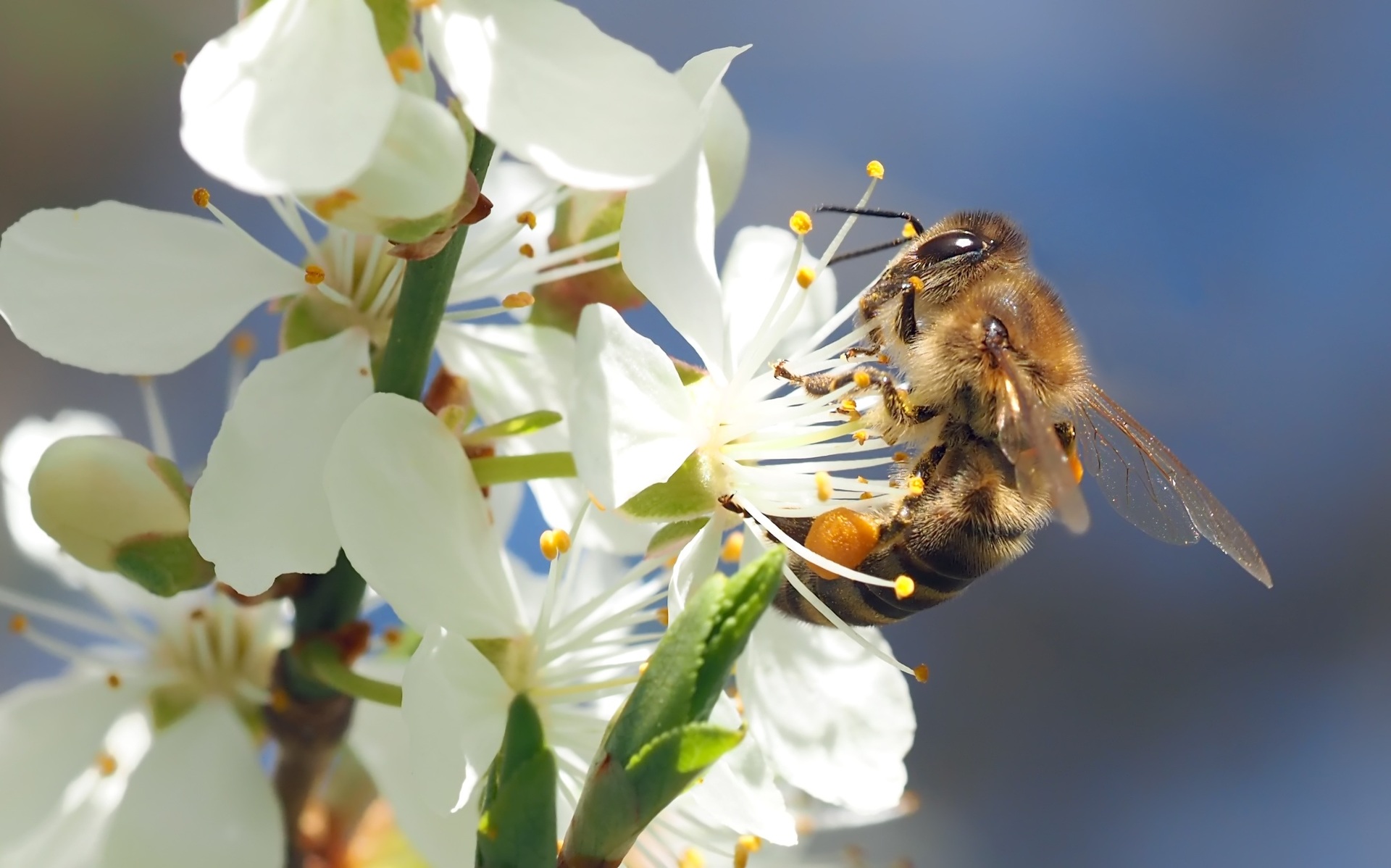 Abeja en una flor