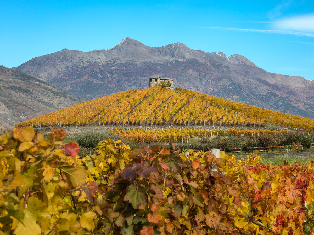 Herbst in den Weinbergen von Aymavilles