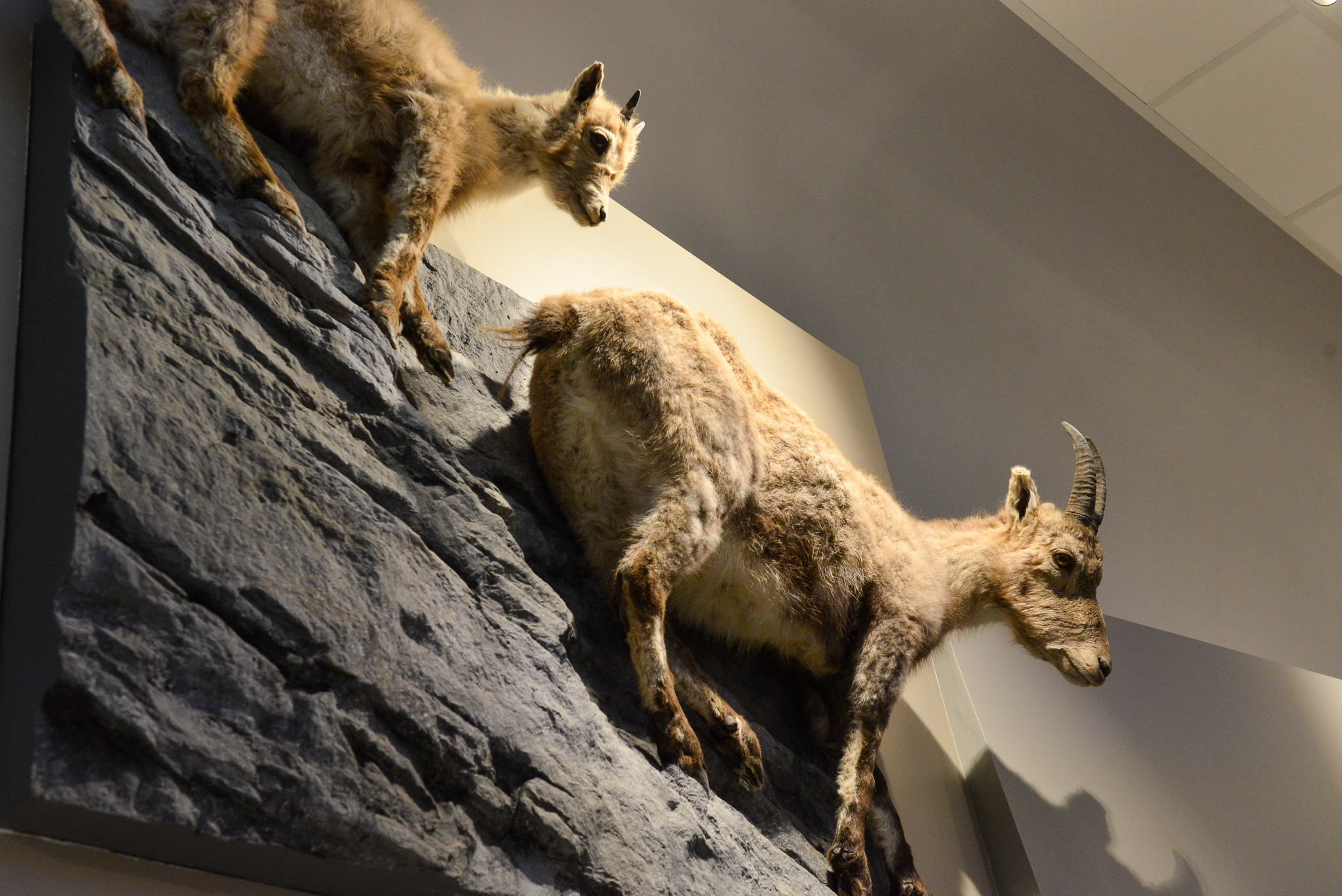 Musée des sciences naturelles - Château de Saint-Pierre