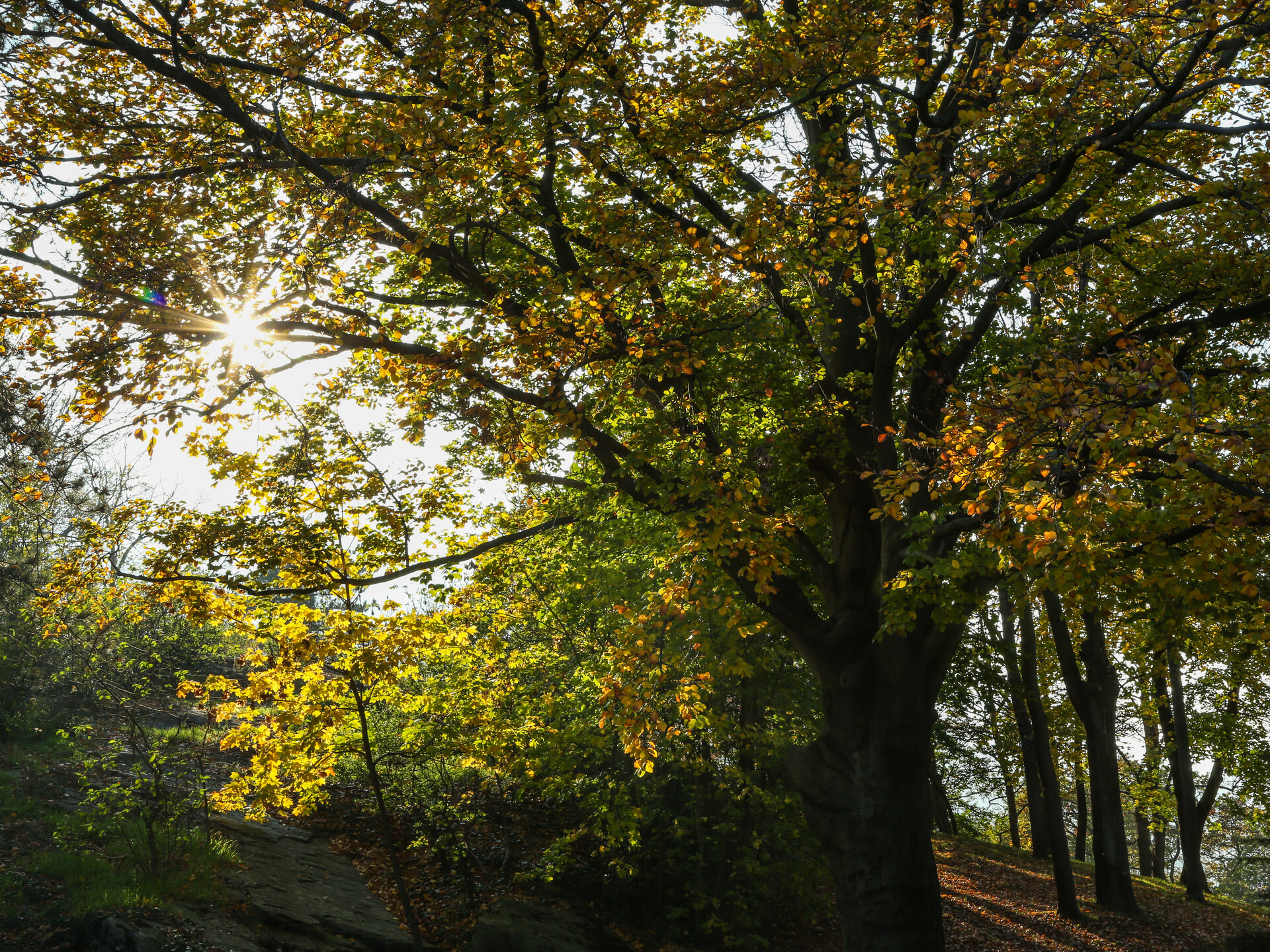 "Laub" im Park des Schlosses Gamba