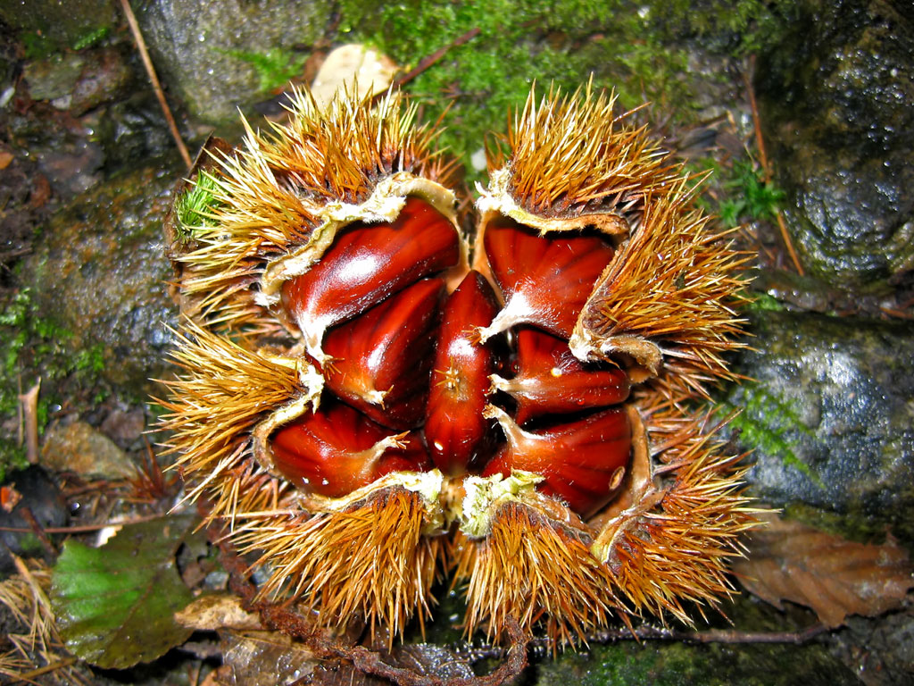 Chestnuts