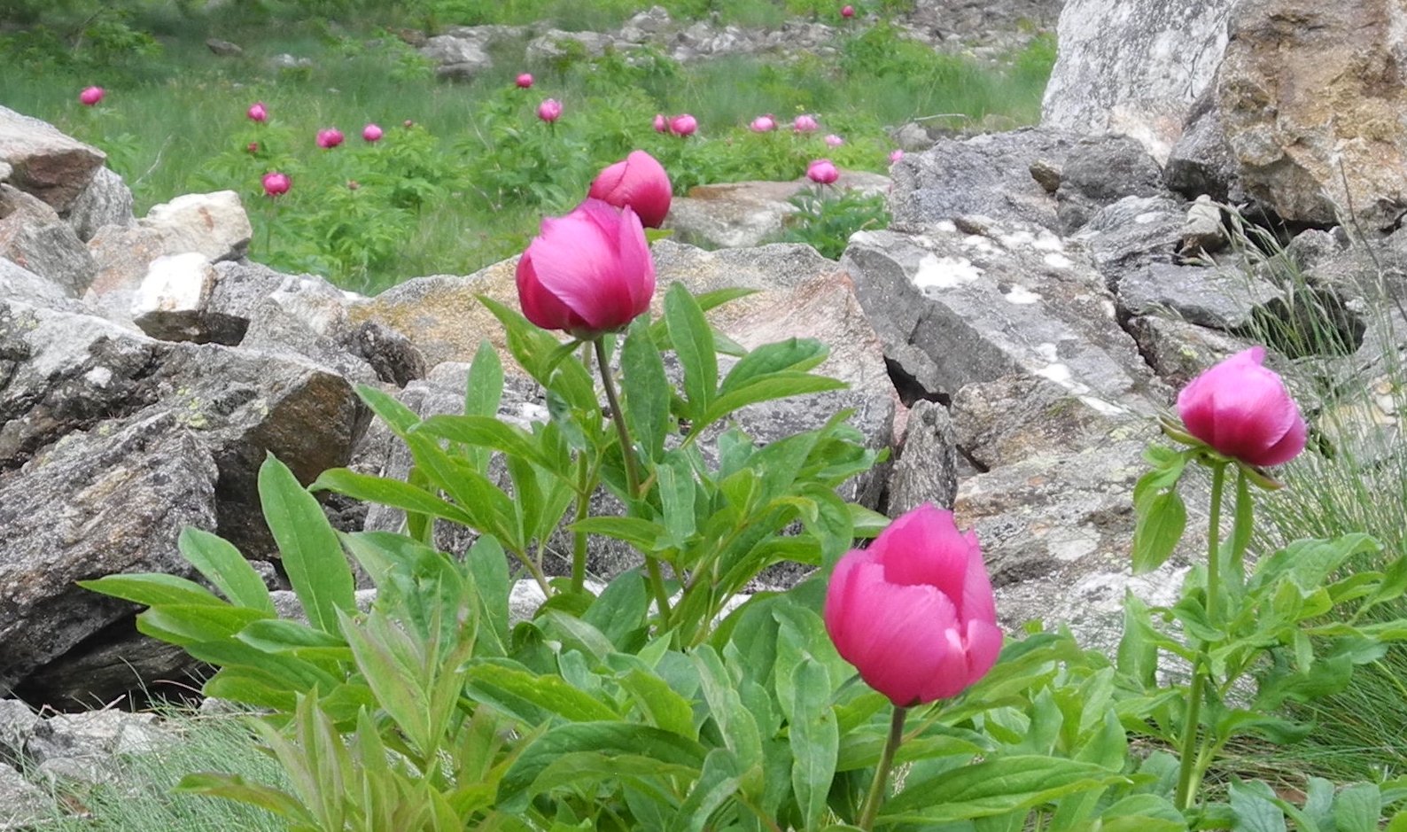 Peonies