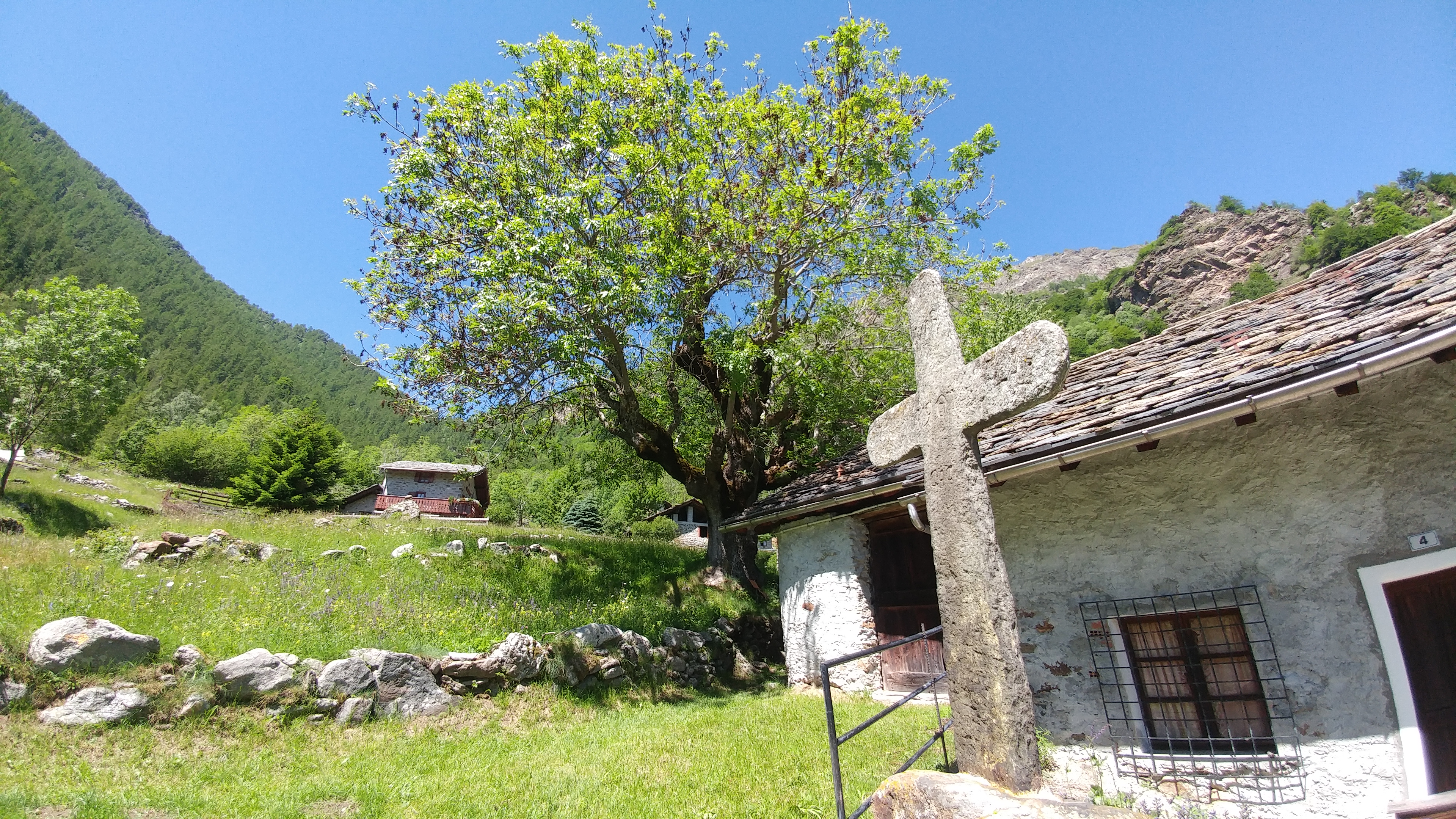 croix de pierre - frêne monumental - village de Pessé