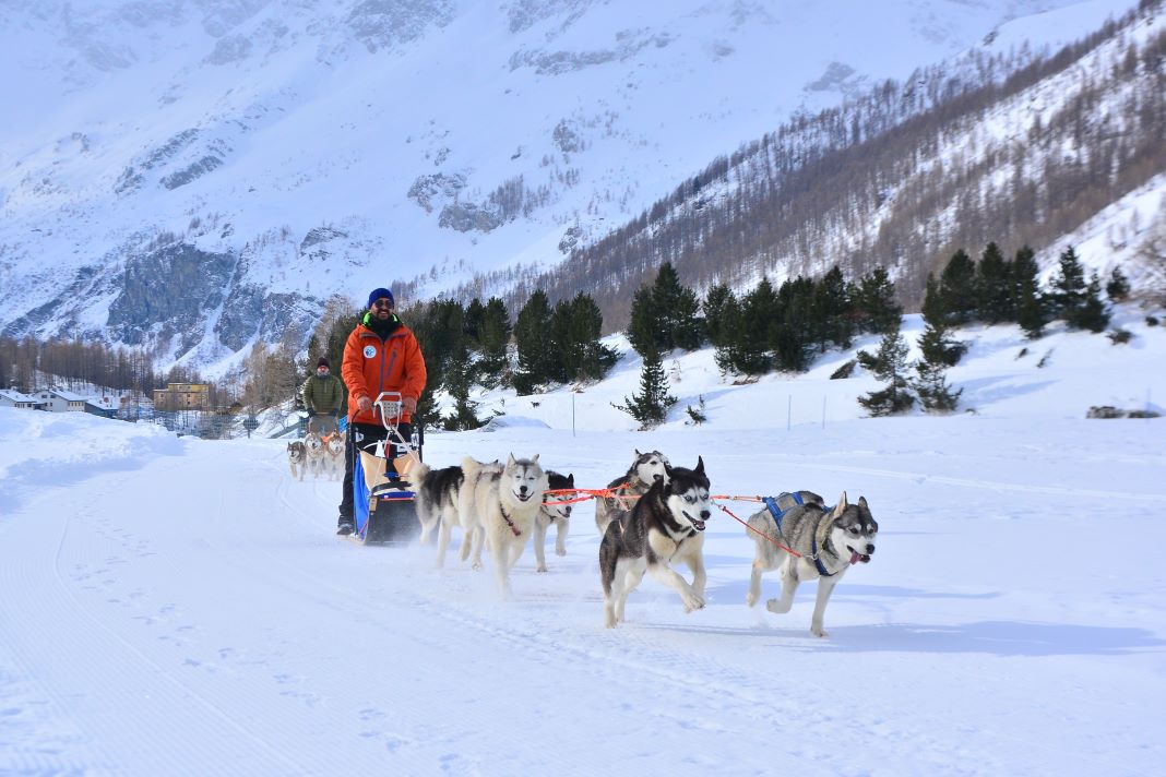 The Husky Experience Breuil Cervinia