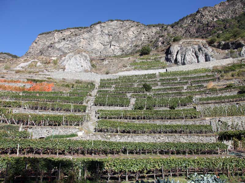 Weinberge in Arvier