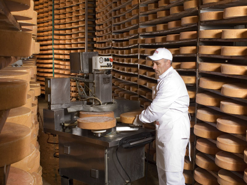 Pressung des Fontina und Reifungsraum im Keller