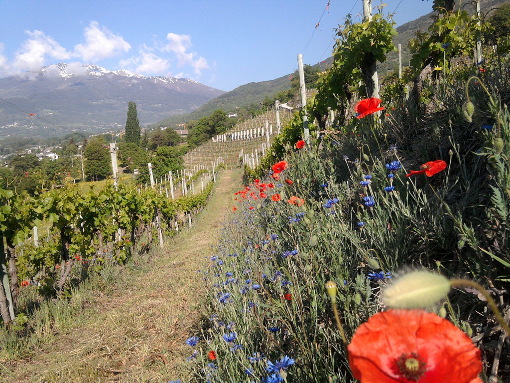 Les vignobles