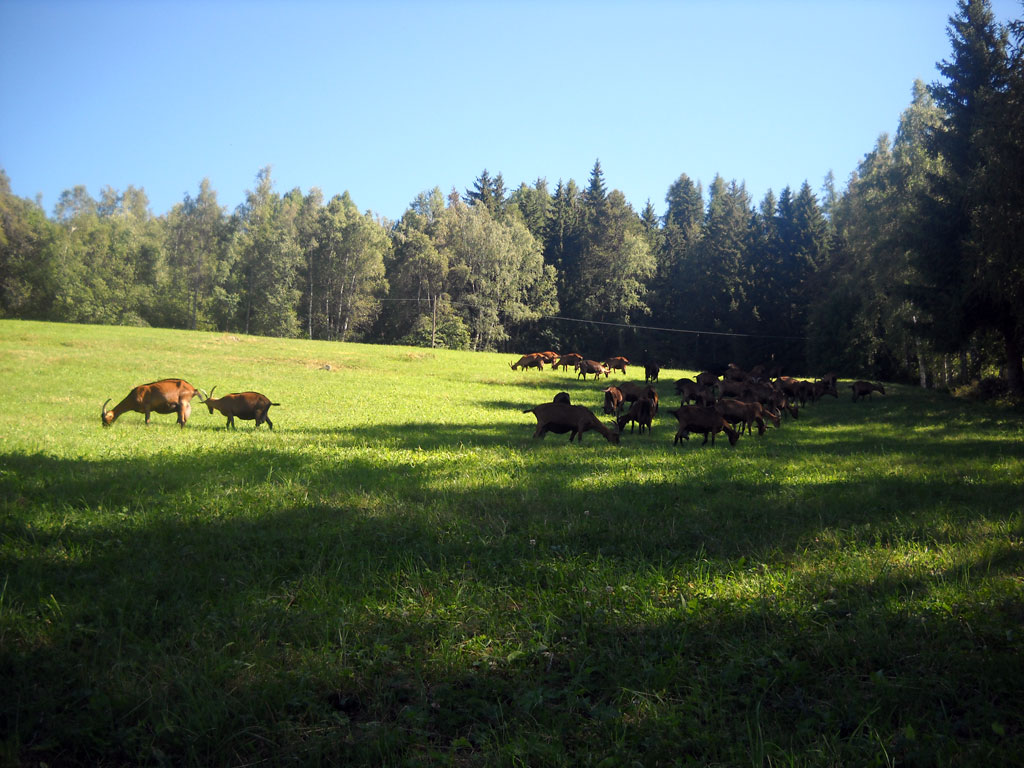 Chèvres au pâturage