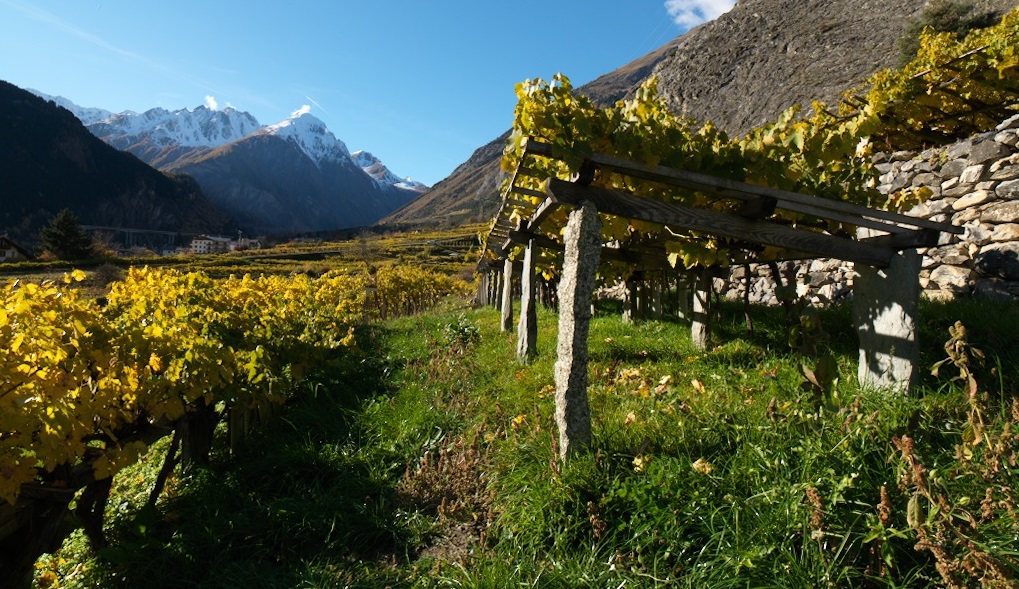 Die Weinberge