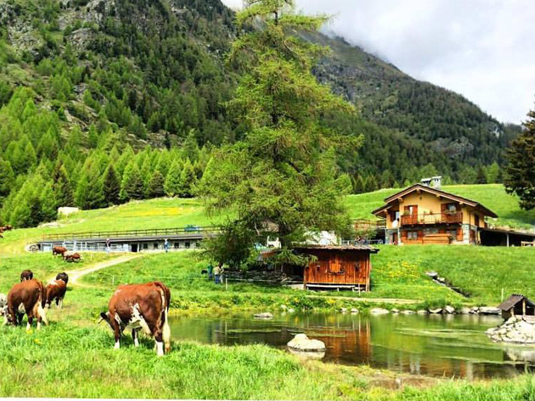 Grazing cows