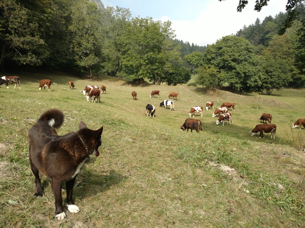 Vaches au pâturage