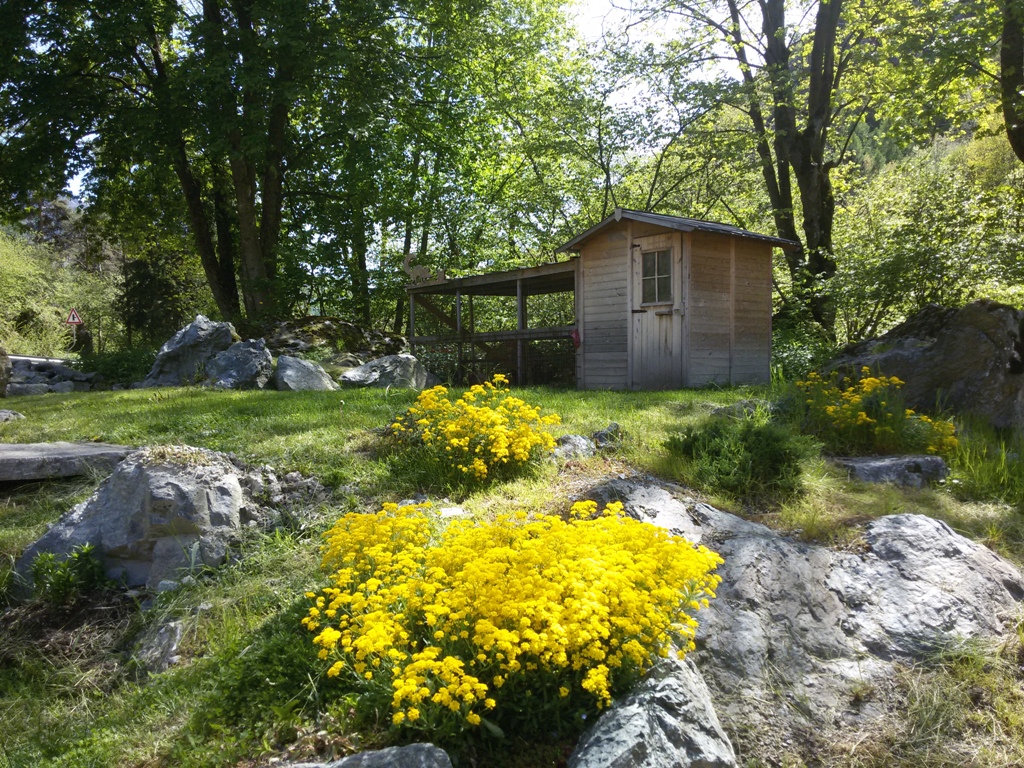 Flores de montaña